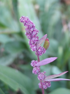 Chenopodium atrovirens